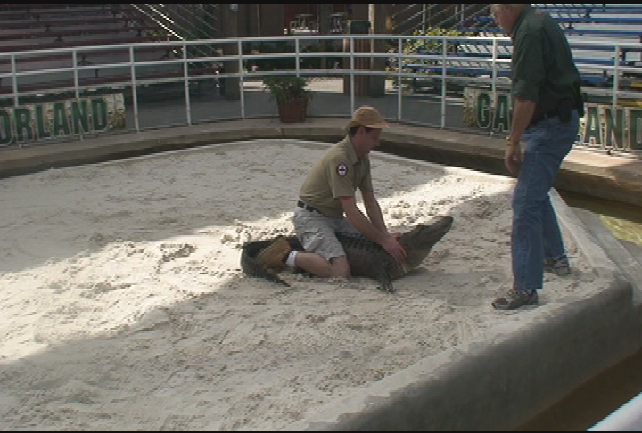 Thumbnail image for Animal House - Gatorland