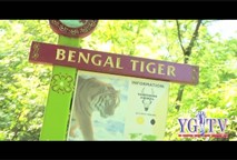 Thumbnail image for Yankee Girl TV ep1