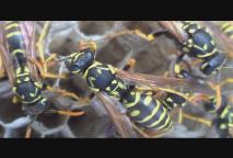 Thumbnail image for Expedition New England - The Wasp