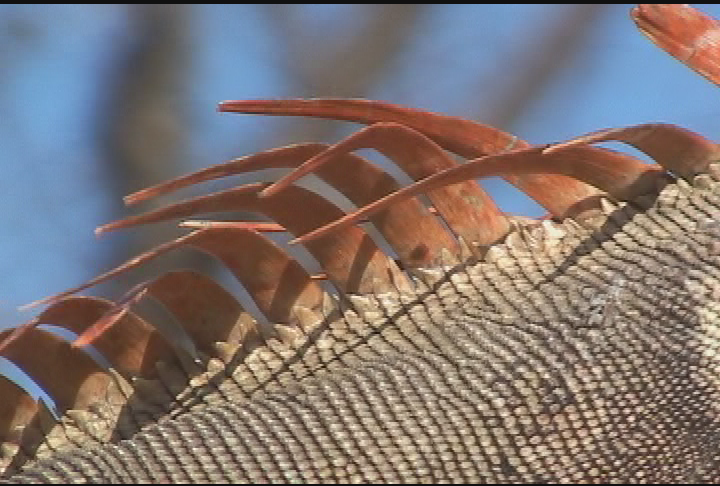 Weekend New England - Power Outage '06 and Florida Flashback