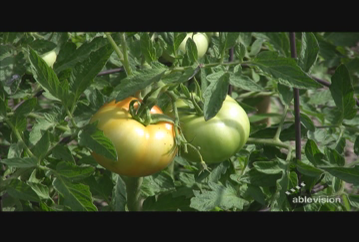 Ablevision - Beverly Bootstraps