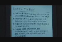 Thumbnail image for Lakes Region Invasive Aquatic Species - Milfoil