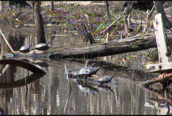 Nature Walks w/ Mark Frasier  Episode 1 Muskrat & Beaver