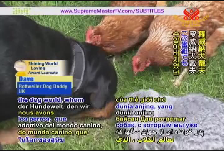 Thumbnail image for Supreme Master TV - Vets without Borders