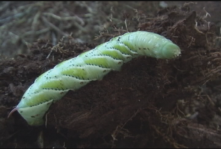 Expedition New England- Rocks,  Dinosaurs, and Tobacco Hornworm