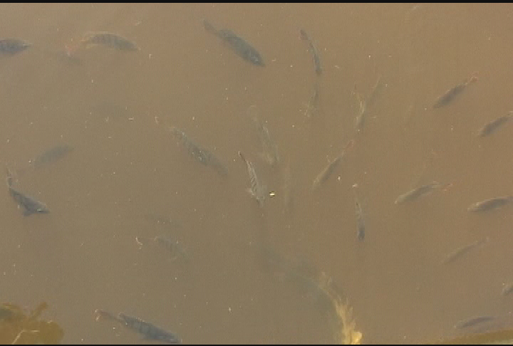 Expedition New England-Escaping Disney