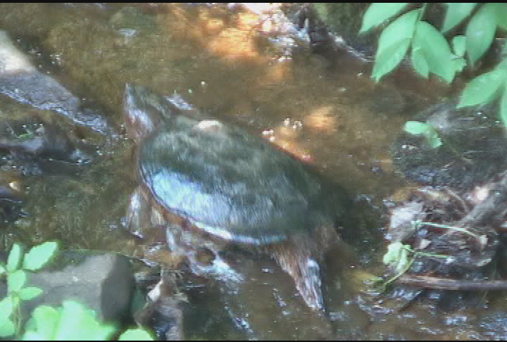 Expedition New England-Catch and Release