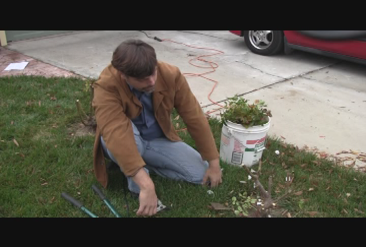 Gardening Rhythms - Grape and Rose Pruning