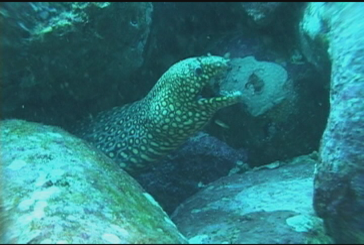 Expedition New England - Blue Crabs, Beavers and Bald Face Hornets