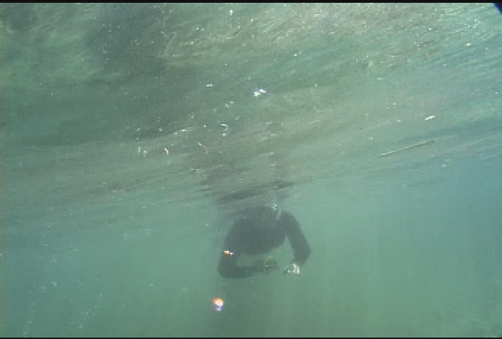Expedition New England - Manatees Garden in The Sound