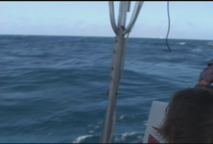 Expedition New England - Swimming with Humpback Whales