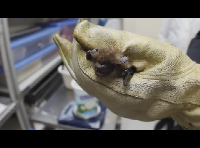 Thumbnail image for Batlab Studies how Animals see with Sound