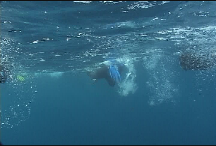 Thumbnail image for Expedition New England - Humpbacks Reloaded