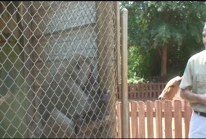 Thumbnail image for Animal House - Wild life Animal Safari