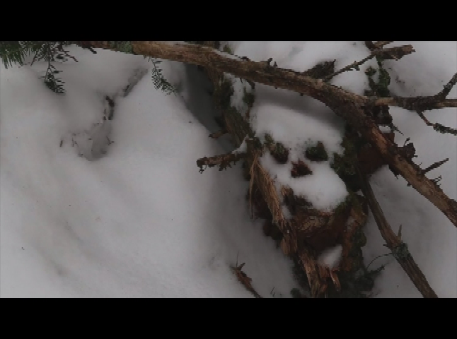 Thumbnail image for Mountain Man Adventures - Episode 42