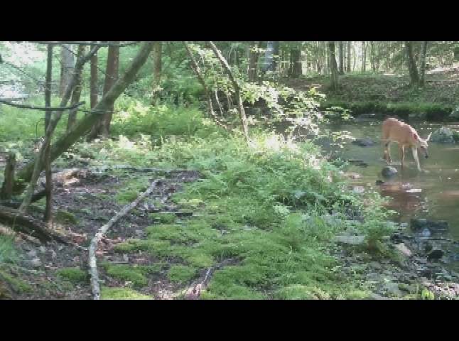 Thumbnail image for A Year in New Hampshire's Forests