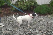 Thumbnail image for  Time for Animals