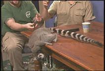 Thumbnail image for ACMNE Video AWARDS