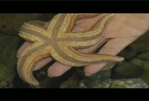 Thumbnail image for Preschool Adventures of Scuba Jack