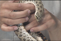 Thumbnail image for Wildlife Encounters