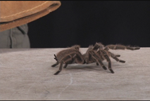 Thumbnail image for Wildlife Encounters- Granite State Zoo