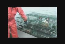 Thumbnail image for The Adventures of Scuba Jack - Lobsters